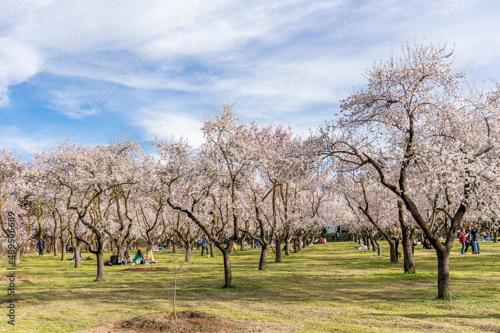 people walking or resting in the public park called Quinta de los Molinos with the almond trees in bloom in Madrid people walking or resting in the public park called Quinta de los Molinos with the almond trees in bloom in Madrid