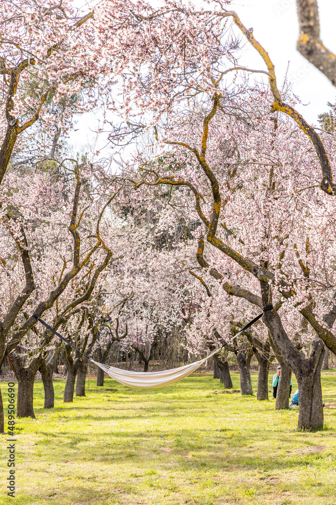 people walking or resting in the public park called Quinta de los Molinos with the almond trees in bloom in Madrid people walking or resting in the public park called Quinta de los Molinos with the almond trees in bloom in Madrid