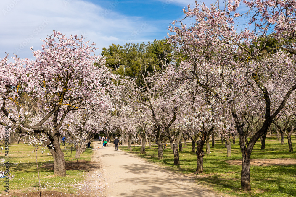 people walking or resting in the public park called Quinta de los Molinos with the almond trees in bloom in Madrid people walking or resting in the public park called Quinta de los Molinos with the almond trees in bloom in Madrid