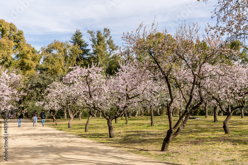 people walking or resting in the public park called Quinta de los Molinos with the almond trees in bloom in Madrid