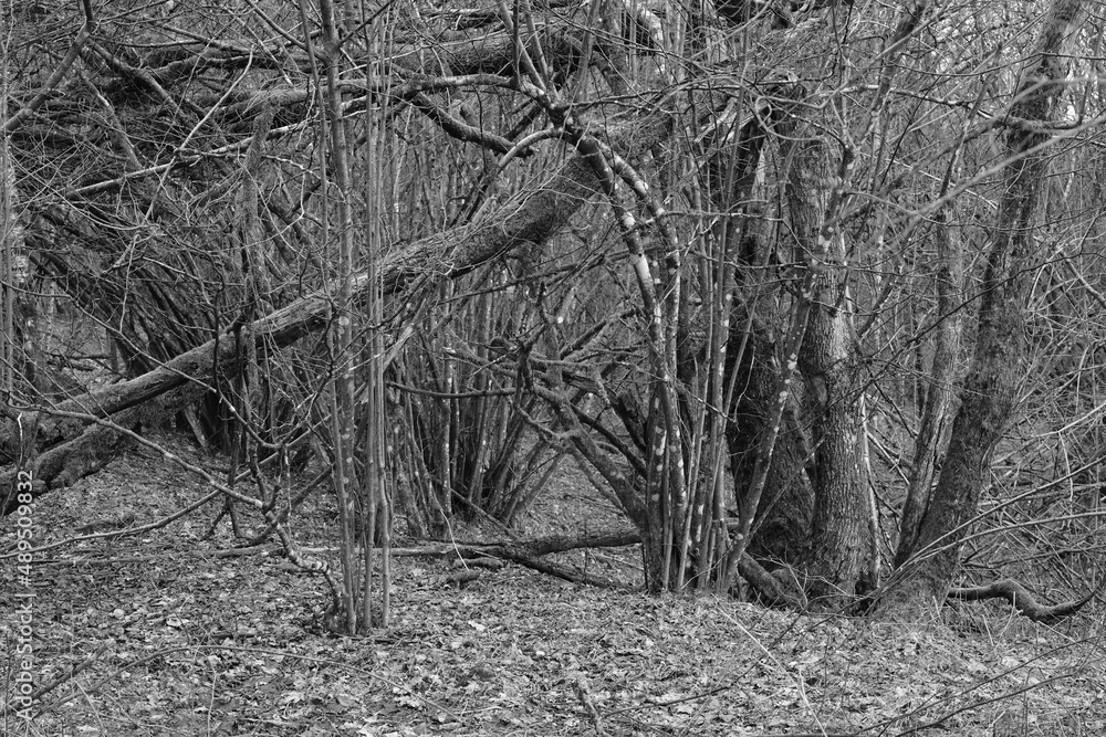 Obraz premium Wald oder Busch, Gebüsch in einer Landschaft mit Sträuchern und Bäumen im Gebiet einer Quelle