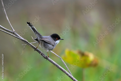 Sardinian warbler Curruca melanocephala male in early spring, natural colorful backgroud photo