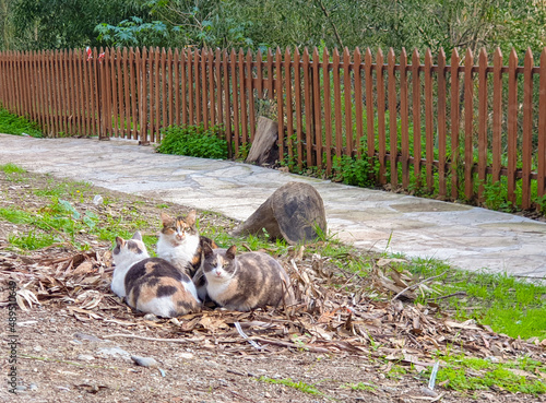 Three beautiful cats rest on dry leaves by a footpath at Athalassa Park in Nicosia, Cyprus