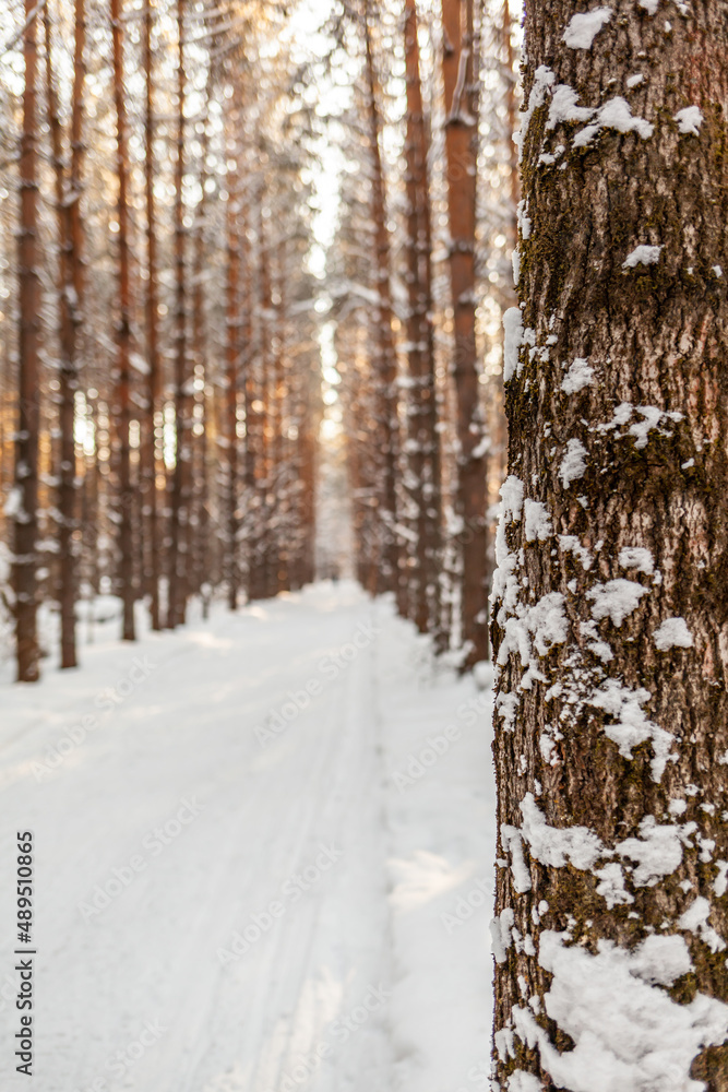 A walk through the winter forest. Snow trees and a cross-country ski trail. Beautiful and unusual roads and forest trails. Beautiful winter landscape. The trees stand in a row A walk through the winter forest. Snow trees and a cross-country ski trail. Beautiful and unusual roads and forest trails. Beautiful winter landscape. The trees stand in a row