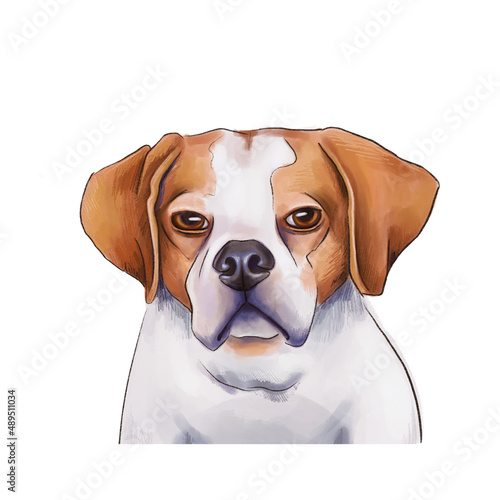 Portrait of a dog breed Pointer. Hunting dog isolated on white background.