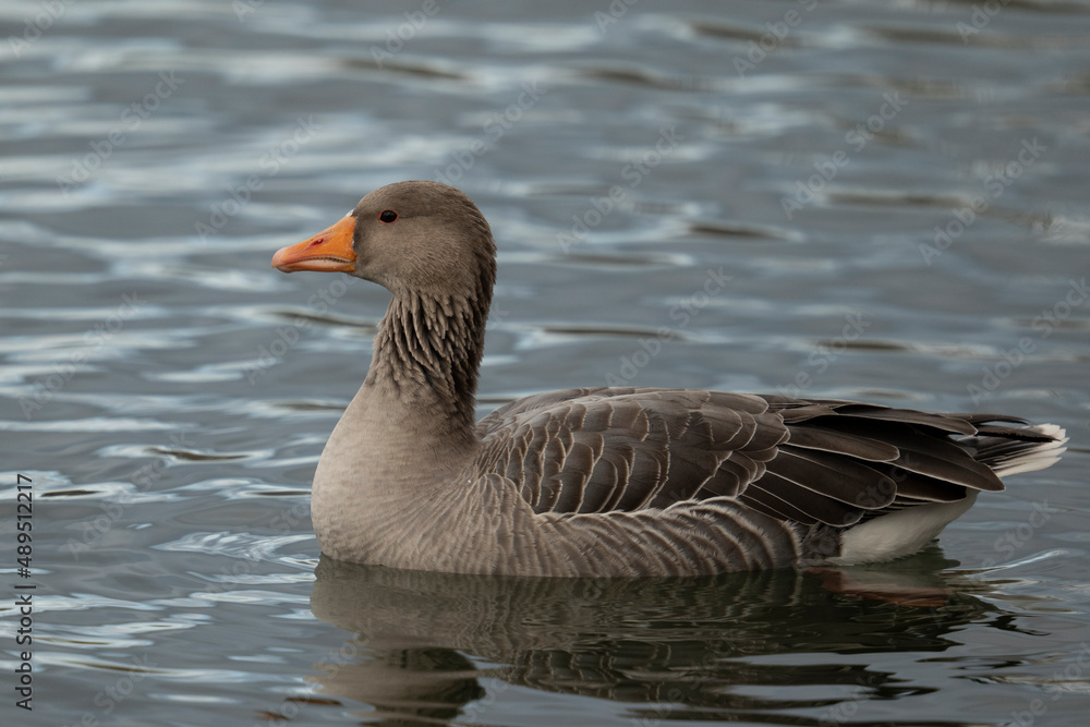 Greylag goose , Anser anser, swims on a lake Greylag goose , Anser anser, swims on a lake