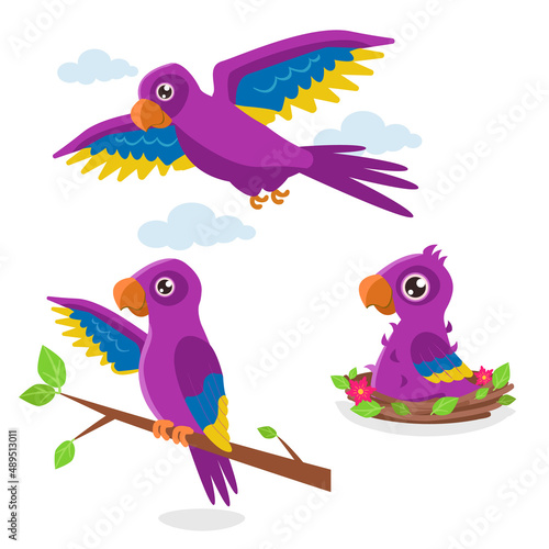 Set of illustrations in three phases: a chick in a nest, a young one on a branch and an adult flying purple parrot. Vector graphic.