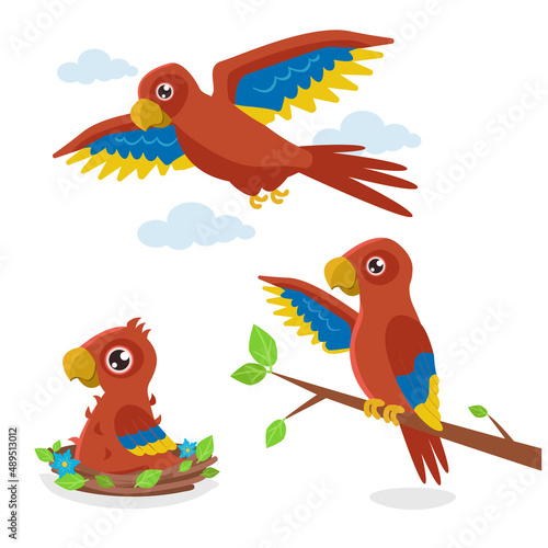 Set of illustrations in three phases: a chick in a nest, a young one on a branch and an adult flying orange parrot. Vector graphic.