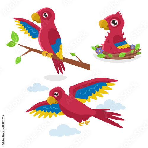 Set of illustrations in three phases: a chick in a nest, a young one on a branch and an adult flying red parrot. Vector graphic. photo