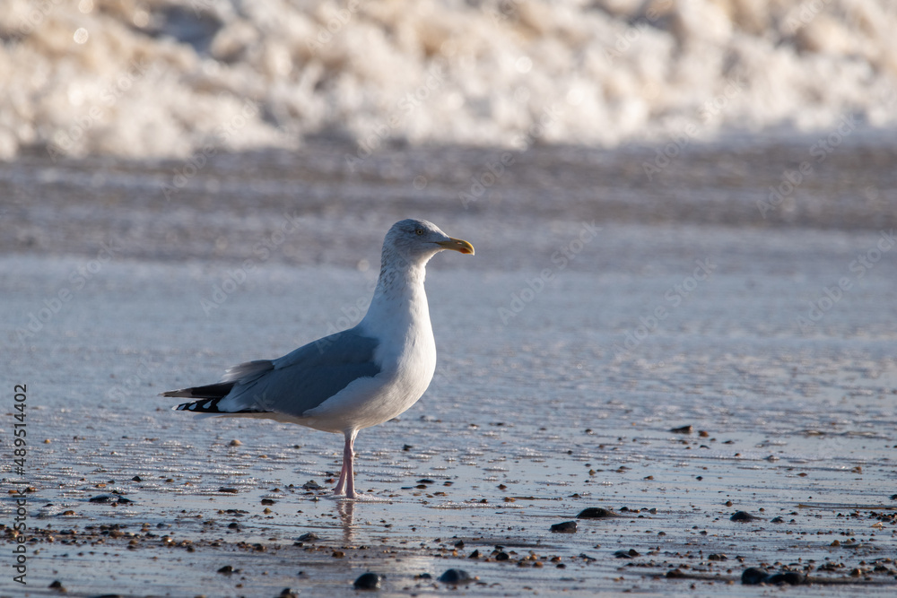 Fototapeta premium Herring gulls by the sea at Horsey Gap beach in north Norfolk, UK