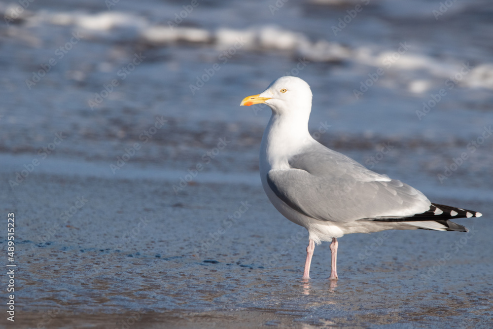 Herring gulls by the sea at Horsey Gap beach in north Norfolk, UK Herring gulls by the sea at Horsey Gap beach in north Norfolk, UK