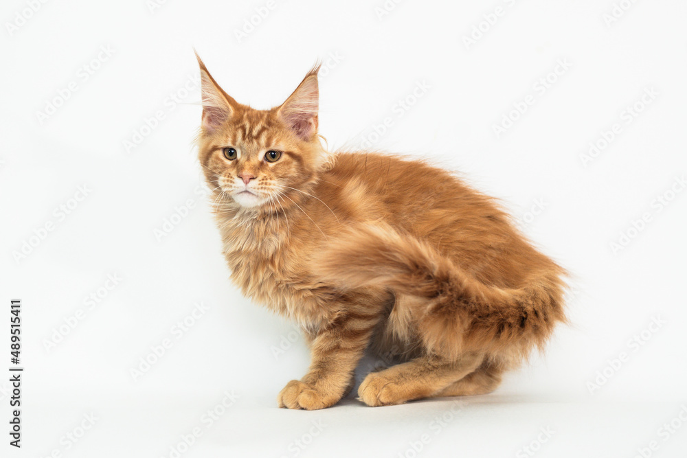 Red kitten of the Maine Coon breed on white