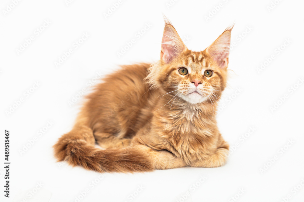 Red kitten of the Maine Coon breed on white Red kitten of the Maine Coon breed on white
