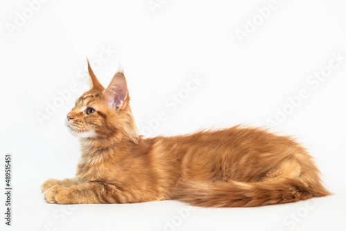 Red kitten of the Maine Coon breed on white