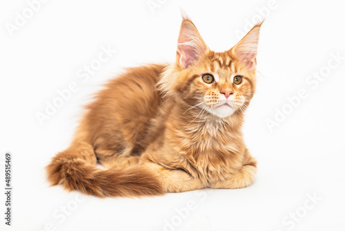Red kitten of the Maine Coon breed on white