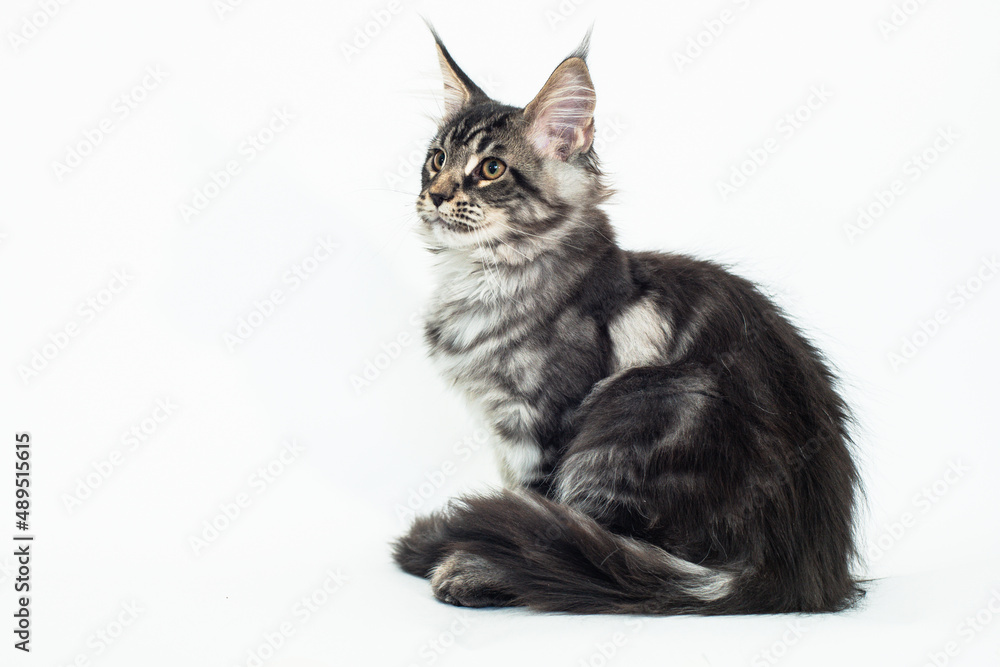 Obraz premium kitten of the Mei-kun breed on a white background