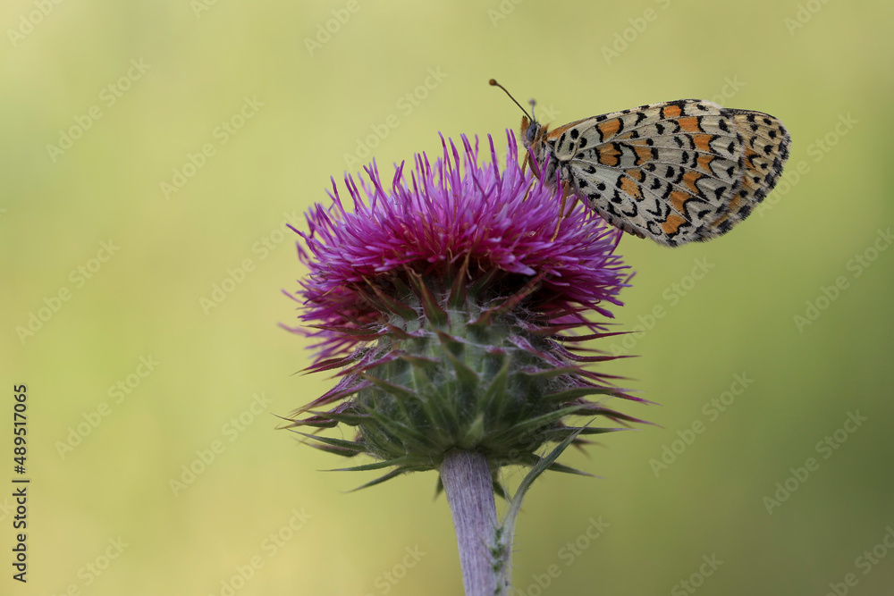 Beautiful Iparhan butterfly (Melitaea syriaca) on plant Beautiful Iparhan butterfly (Melitaea syriaca) on plant