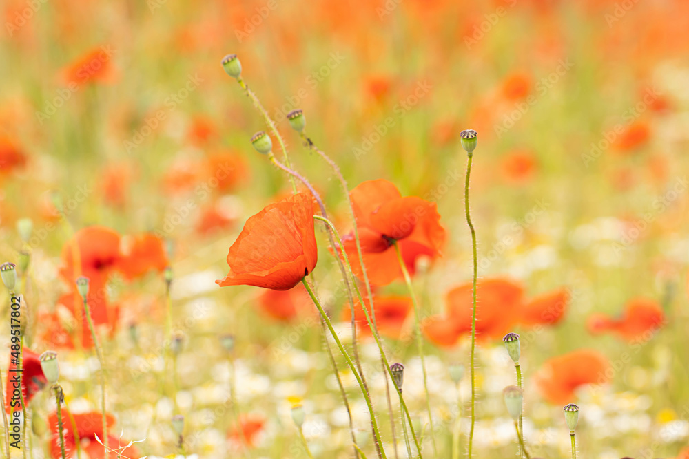 Fototapeta premium Coquelicot
