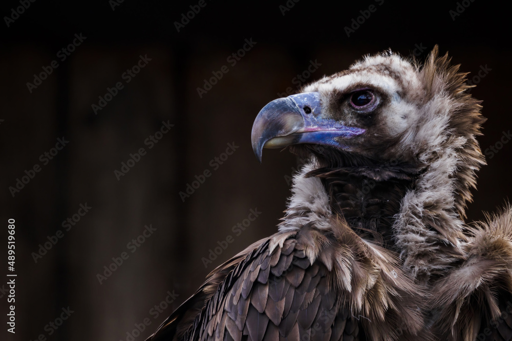 Brown vulture portrait with black background. Brown vulture portrait with black background.