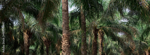 Palm tree farm in Ikere Ekiti photo