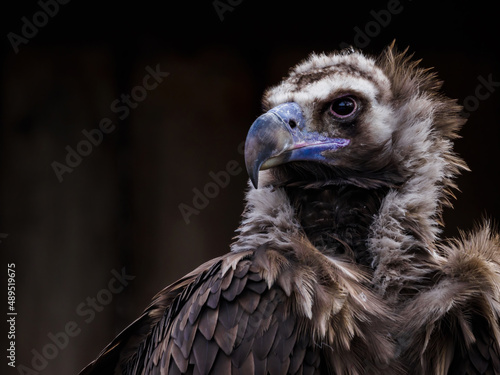 Brown vulture portrait with black background. photo
