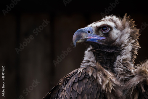Obraz na plátně Brown vulture portrait with black background.