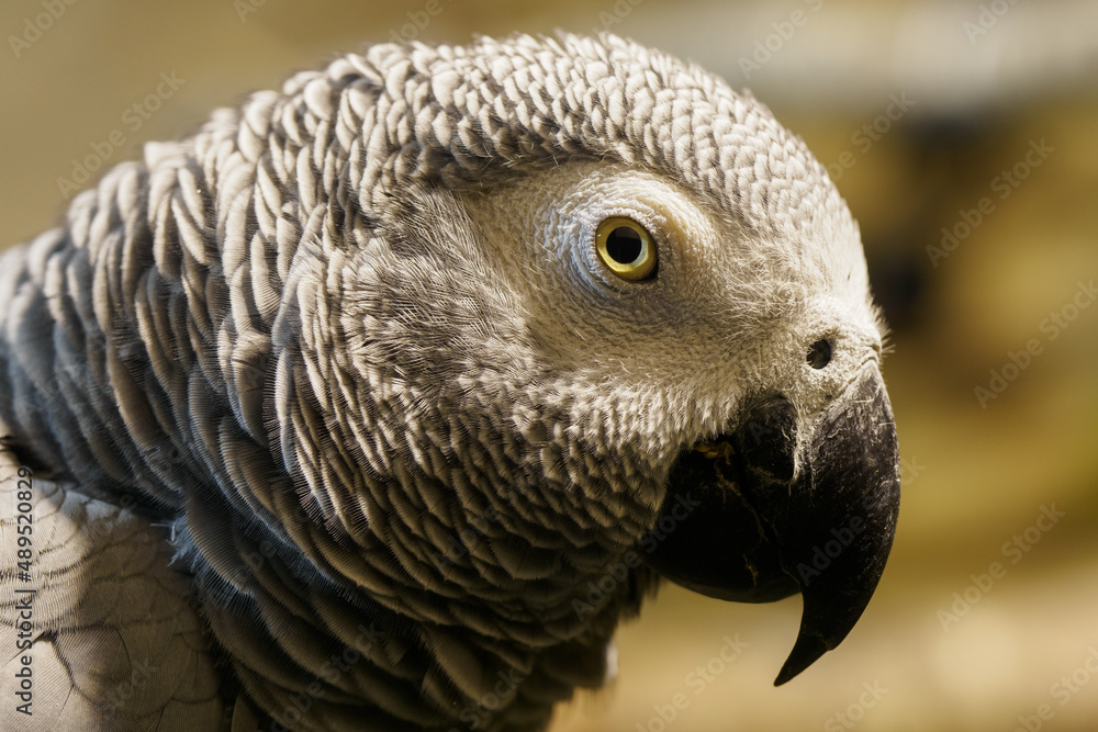 Obraz premium Large portrait of Jacko in the indoor aviary.