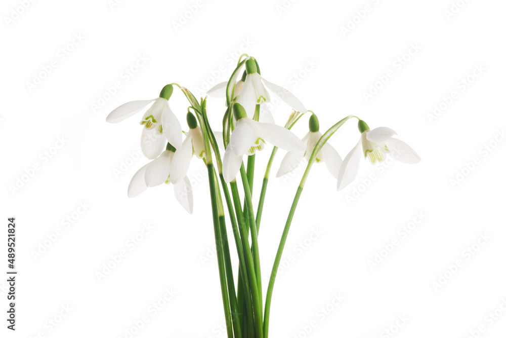 Fototapeta premium White Snowdrop flowers isolated on white background