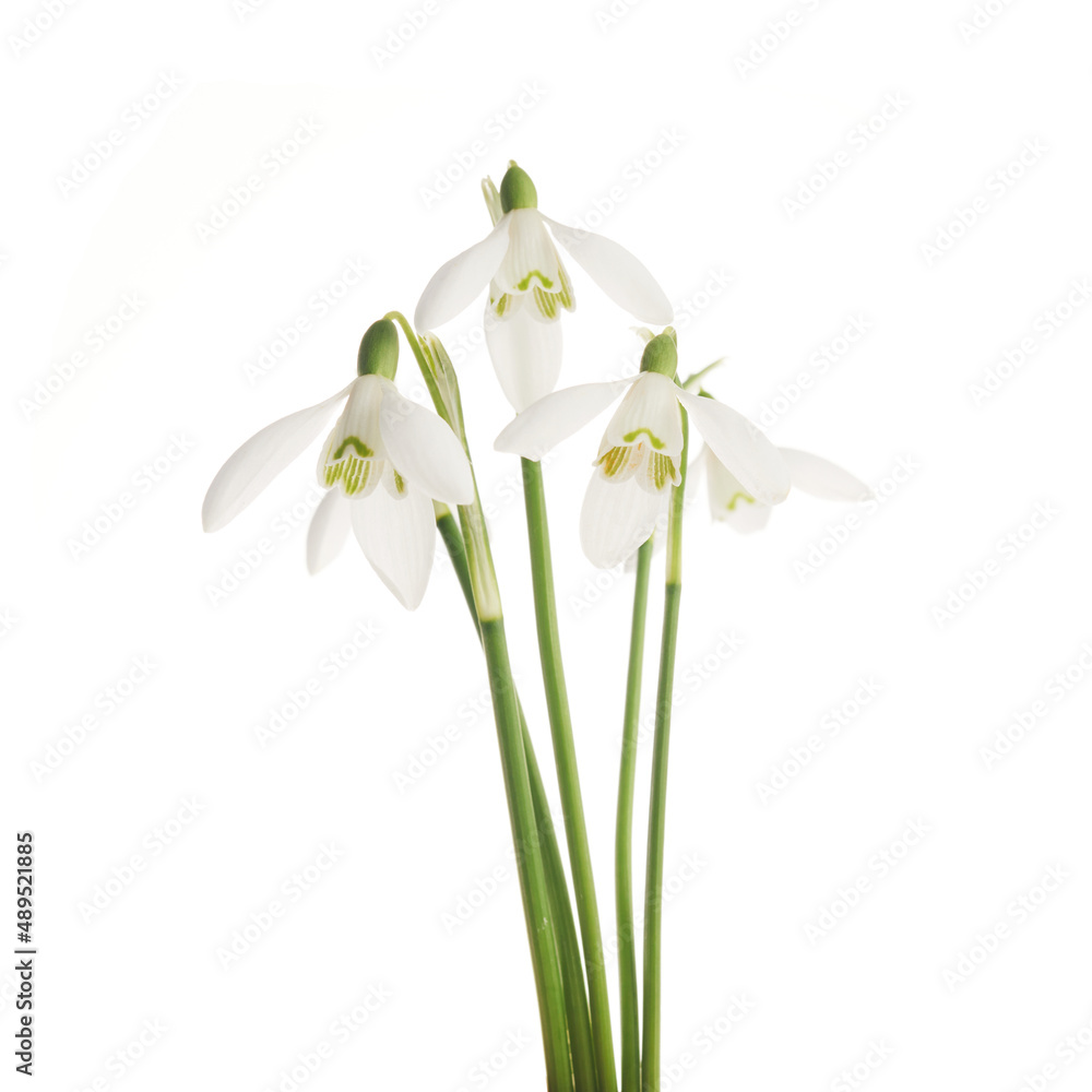 Fototapeta premium White Snowdrop flowers isolated on white background