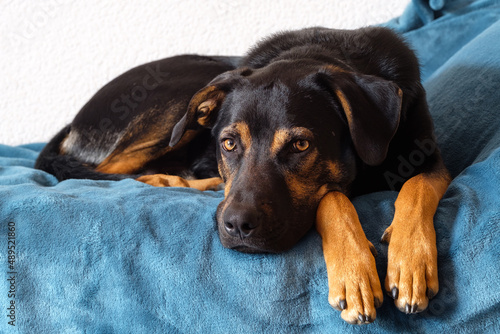 dog portrait, breedless black mixed breed canine looking straight ahead lying © Pb