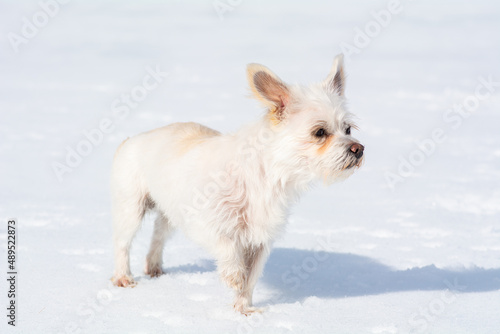 Kleiner weißer Hund im Schnee © Petra Fischer