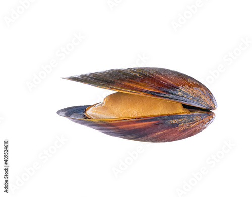 one boiled mussel isolated on white background.