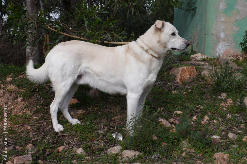 Cane bianco Cane bianco
