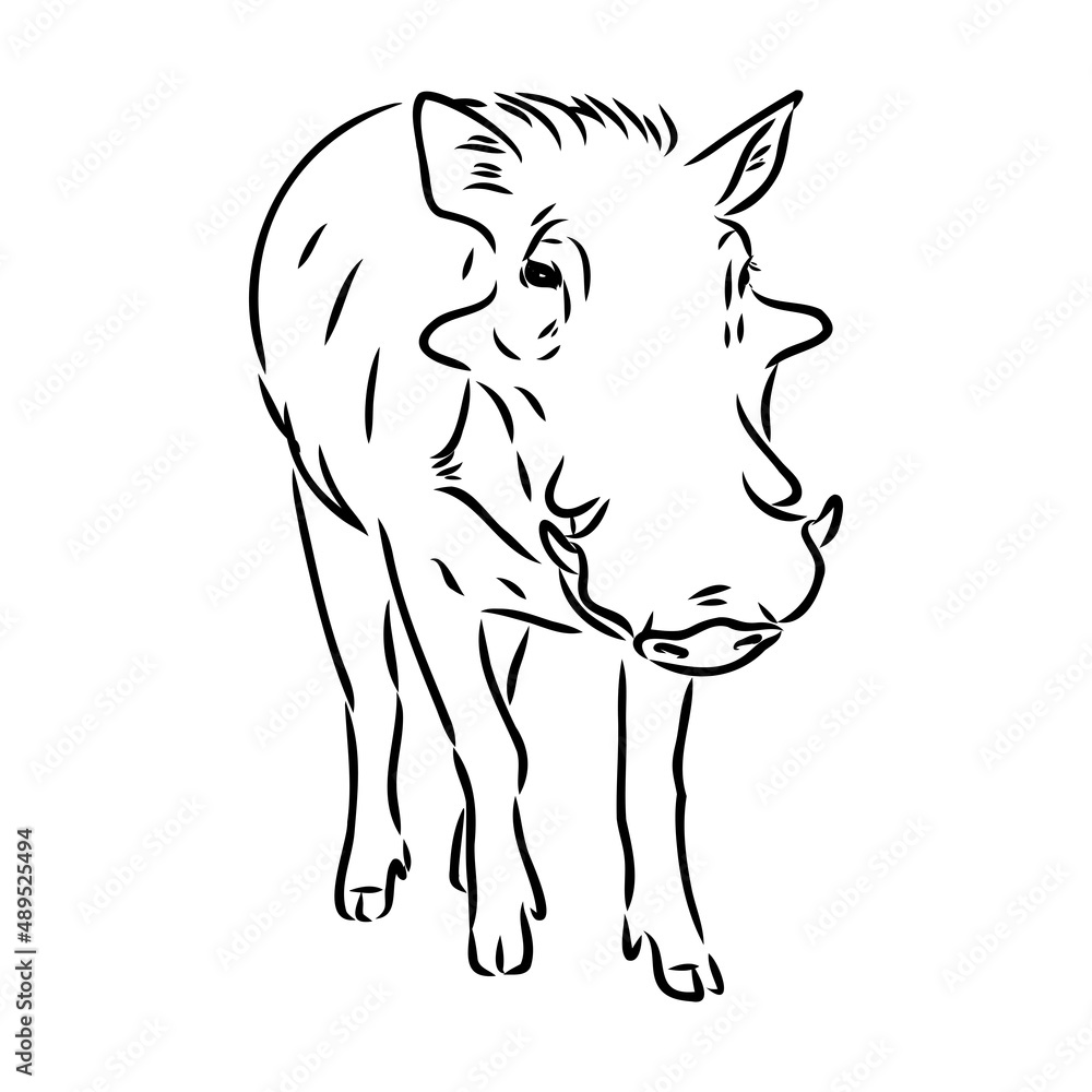 Black and white vector line drawing of a Warthog