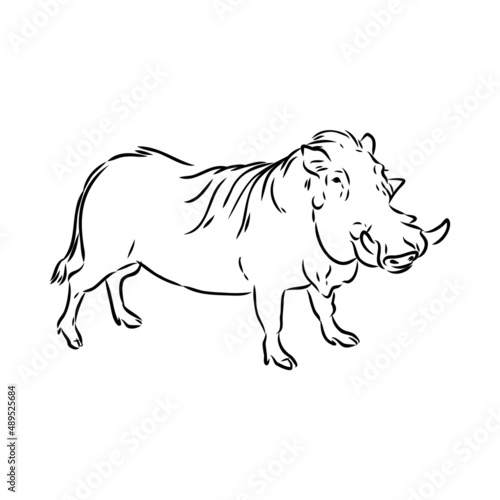 Black and white vector line drawing of a Warthog