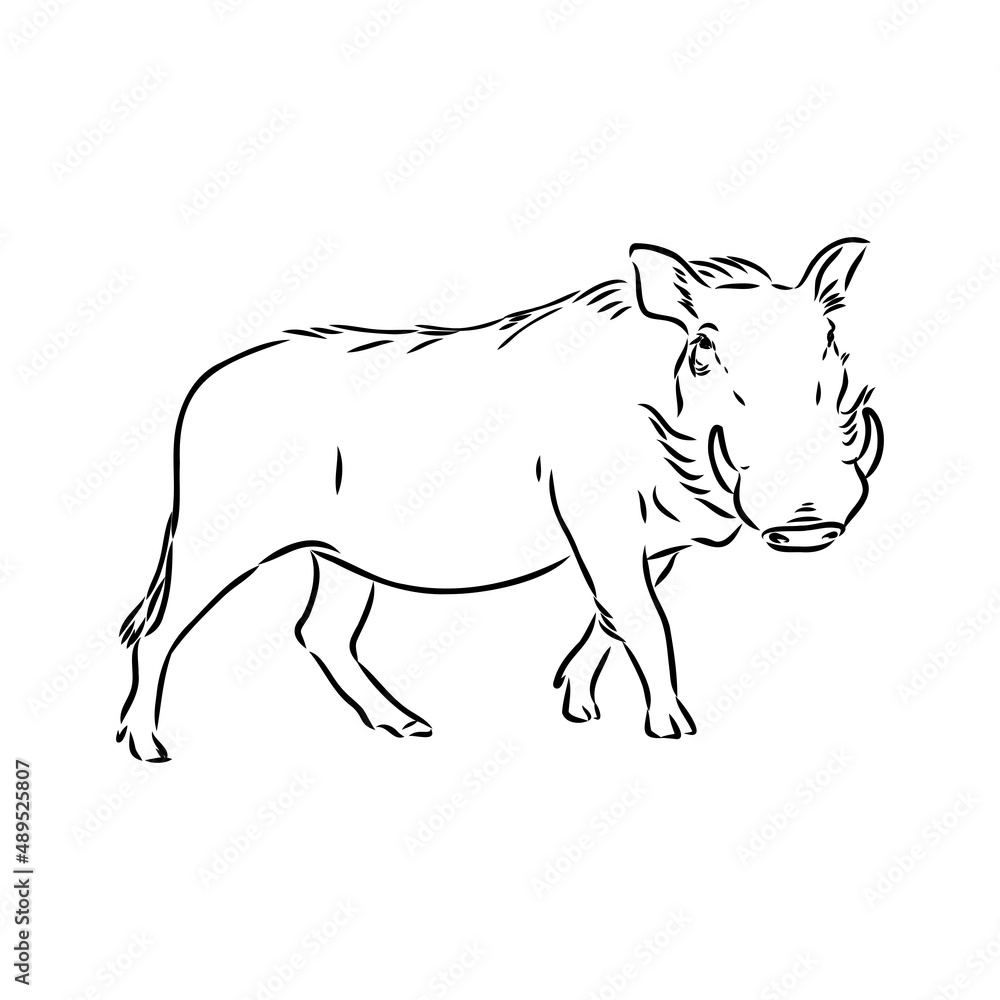 Black and white vector line drawing of a Warthog