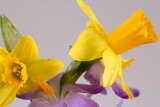 narcis and a part from a crocus close up photo with a soft purple background
