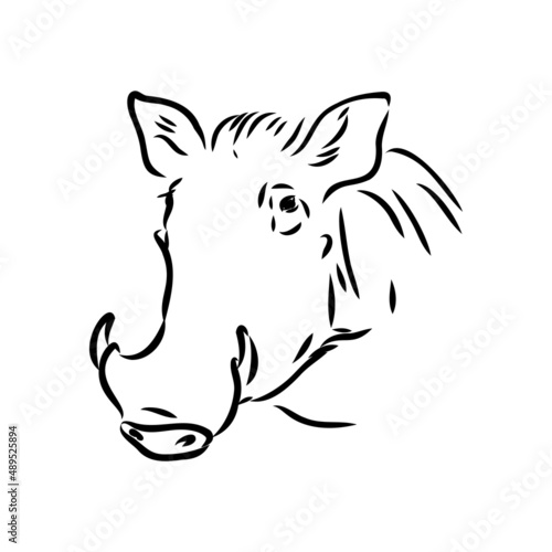 Black and white vector line drawing of a Warthog © Elala 9161