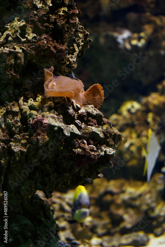 Anemone on a rock in an aquarium. © lapis2380