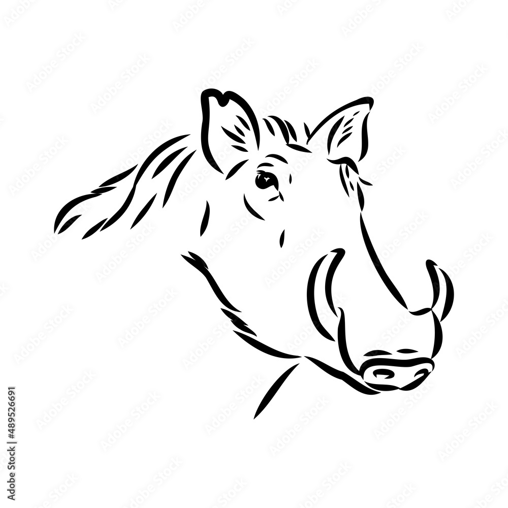 Fototapeta Black and white vector line drawing of a Warthog