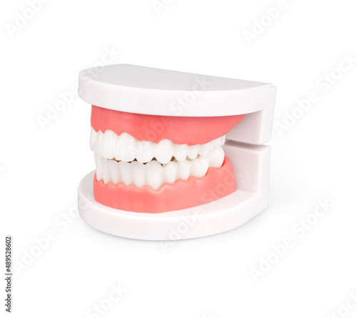 dental model isolated on white background
