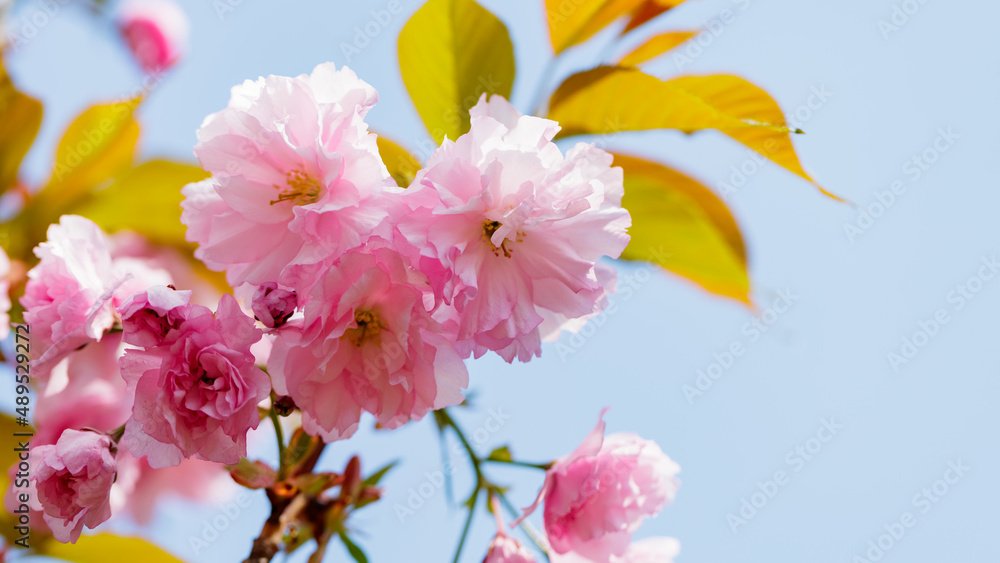 Blooming sakura against the blue sky. Beautiful blooming sakura buds close-up. Pink sakura as a symbol of spring in Japan Blooming sakura against the blue sky. Beautiful blooming sakura buds close-up. Pink sakura as a symbol of spring in Japan