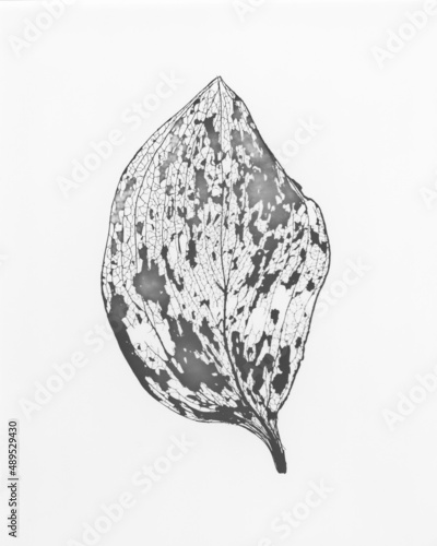 Belladonna leave skeleton minimal in black and white