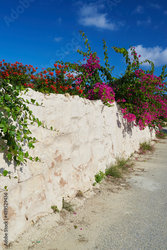 Mediterranean scene, Buganvilla over white painted wall