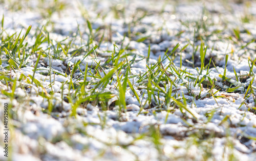 Snow on the green grass.