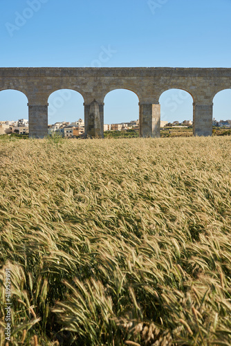 Old British aquaduct and wheat field
