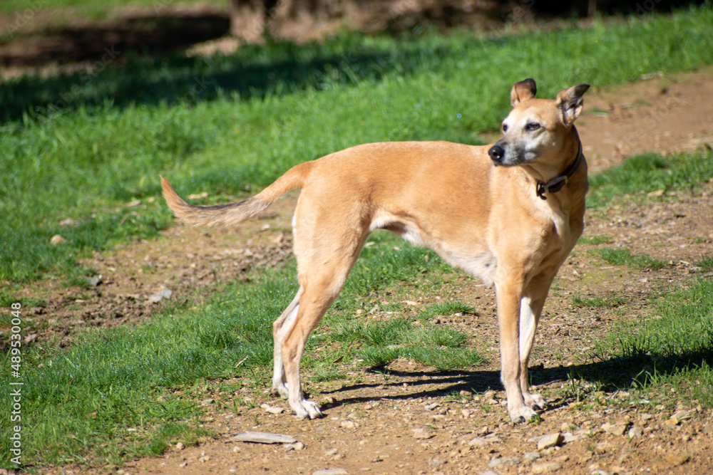 Beautiful lurcher running dog with traditional wide leather collar, walking in the country.