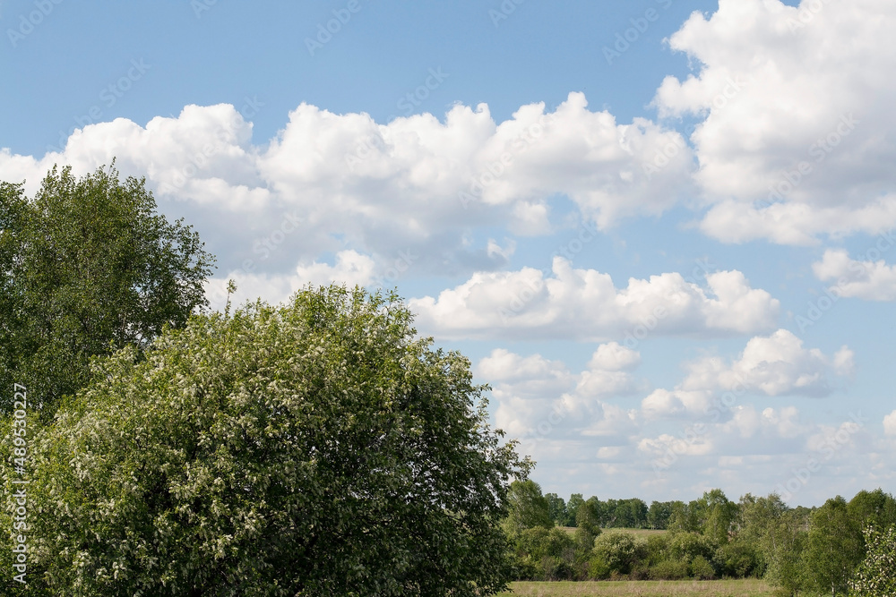 flowers, spring landscape, nature, forest, river, taiga, environment, landscape, flowers, wildflowers, spring flowers, forest flowers flowers, spring landscape, nature, forest, river, taiga, environment, landscape, flowers, wildflowers, spring flowers, forest flowers