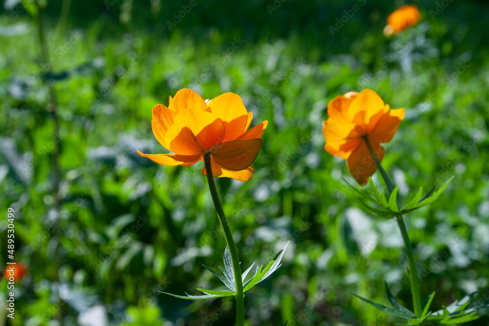 flowers, spring landscape, nature, forest, river, taiga, environment, landscape, flowers, wildflowers, spring flowers, forest flowers flowers, spring landscape, nature, forest, river, taiga, environment, landscape, flowers, wildflowers, spring flowers, forest flowers