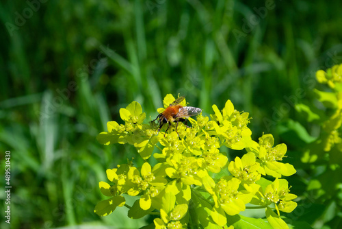 flowers, spring landscape, nature, forest, river, taiga, environment, landscape, flowers, wildflowers, spring flowers, forest flowers